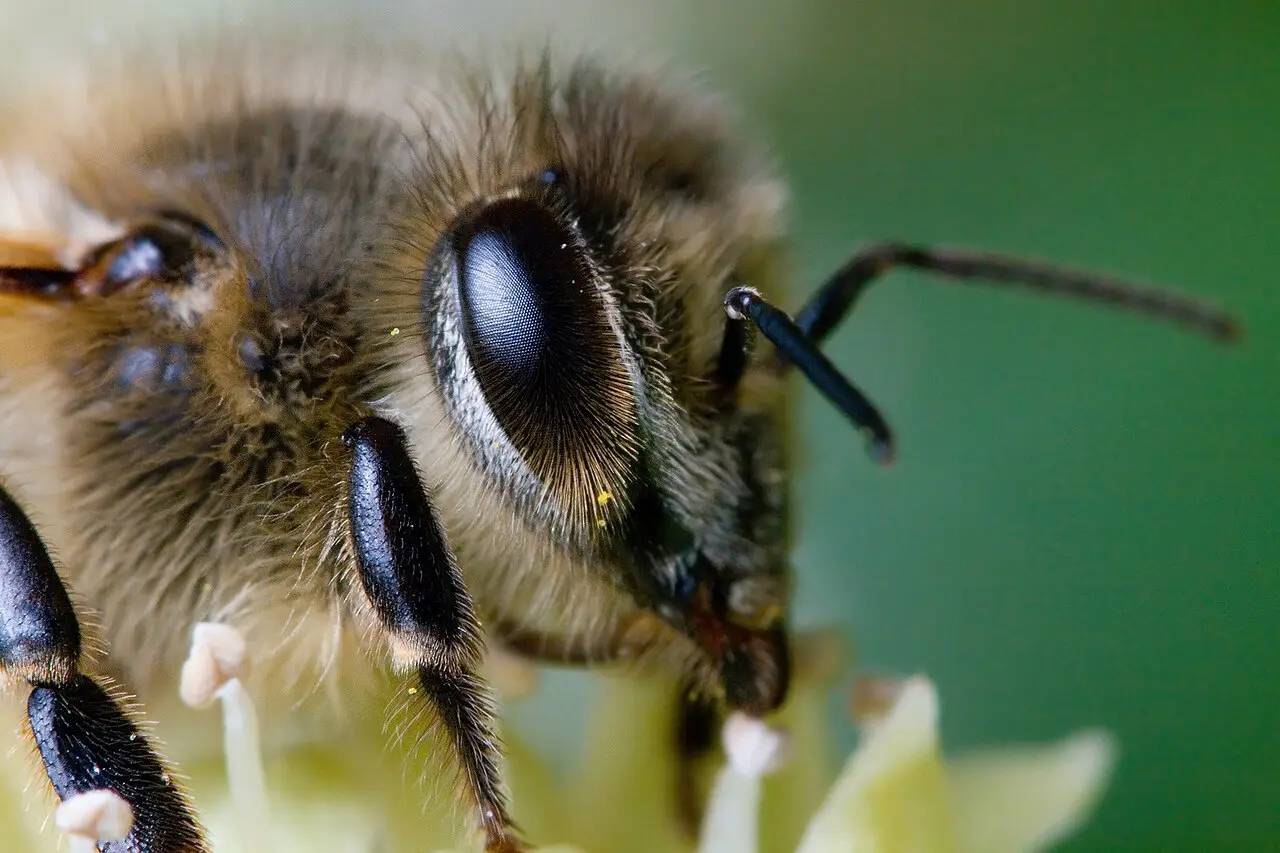 Close-up macro portrait of a honeybee (Apis mellifera)