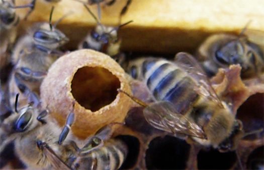 A honeybee queen cell built off the bottom of a Langstroth frame