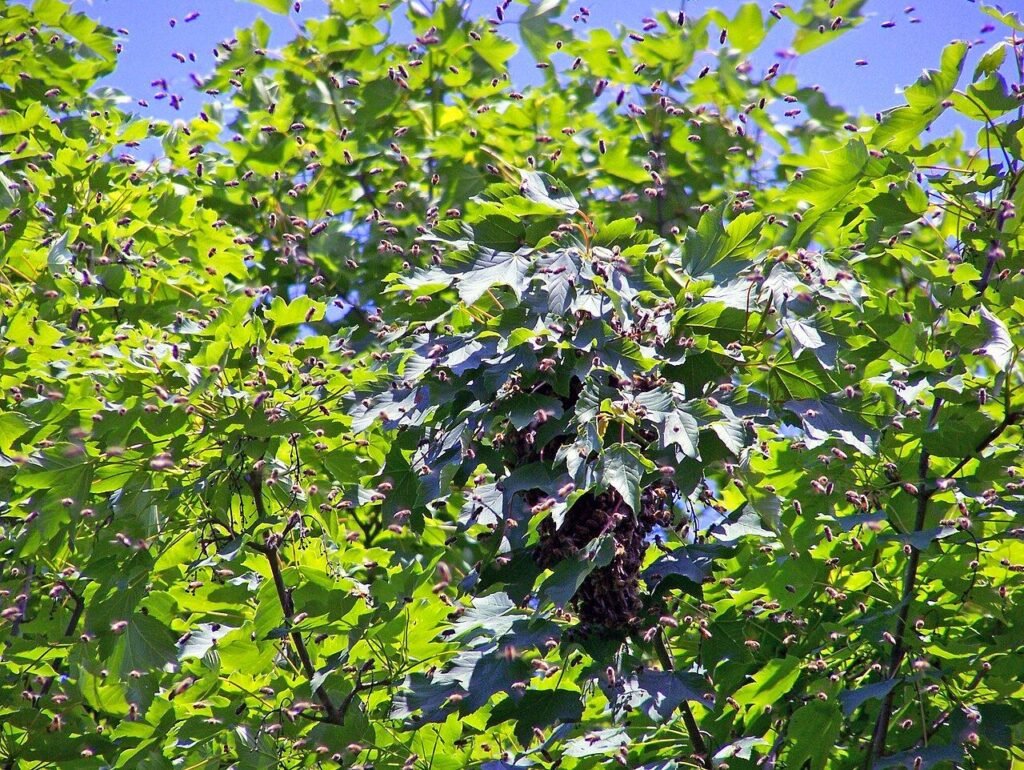 A honeybee swarm clustered on a tree branch while scout bees search for a new nest site