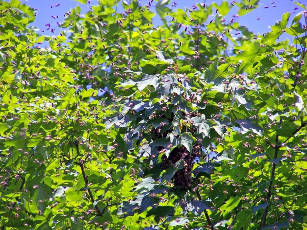 A honey bee swarm clustered on a tree branch, illustrating the more frequent swarming documented in small-cavity wild colonies