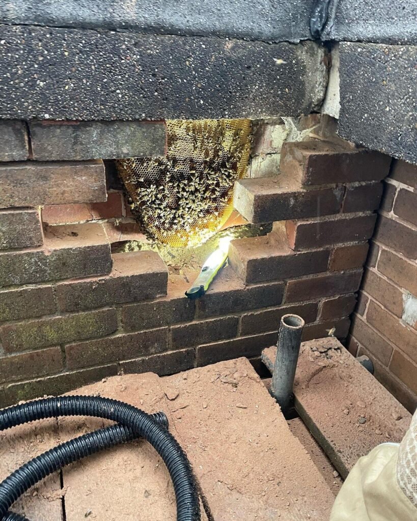Honey bee colony and wax comb exposed inside a brick wall cavity during a structural bee removal