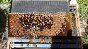 Brood frame showing capped beeswax honey cells surrounding a ring of stored pollen and brood