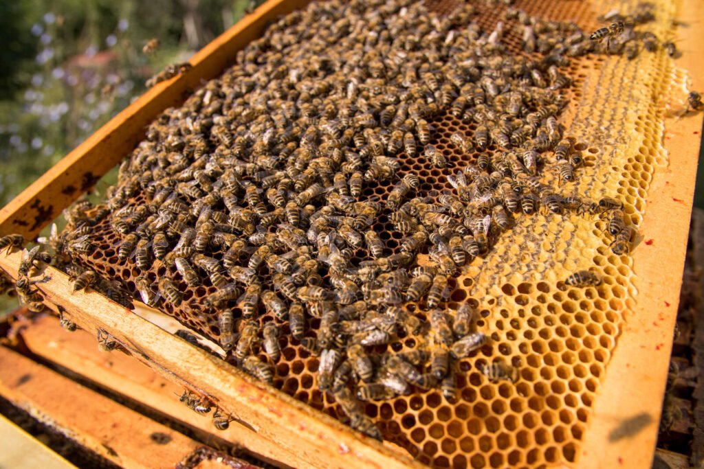 Densely packed honeycomb frame covered in bees, the kind a vendor inspects on a visit