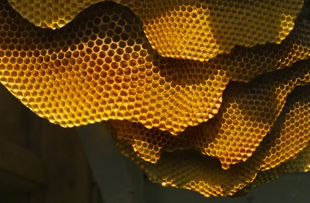 Macro close-up of hexagonal honeycomb cells showing the wax natural crystalline structure