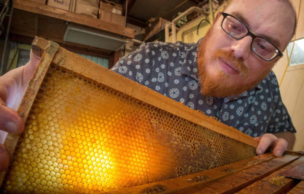 USDA technician removing a rack of full honeycomb during extraction, illustrating how honey inventory is valued at current market price in a divorce settlement