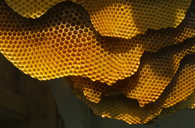 Close-up macro photograph of natural honeycomb hexagonal structure