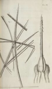 Robert Hooke's original 1665 Micrographia engraving showing the magnified structure of a bee's sting with visible barbs, Scheme XVI