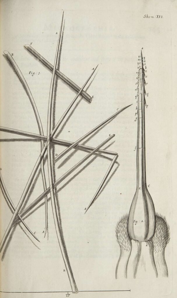 Robert Hooke's original 1665 Micrographia engraving showing the magnified structure of a bee's sting with visible barbs, Scheme XVI