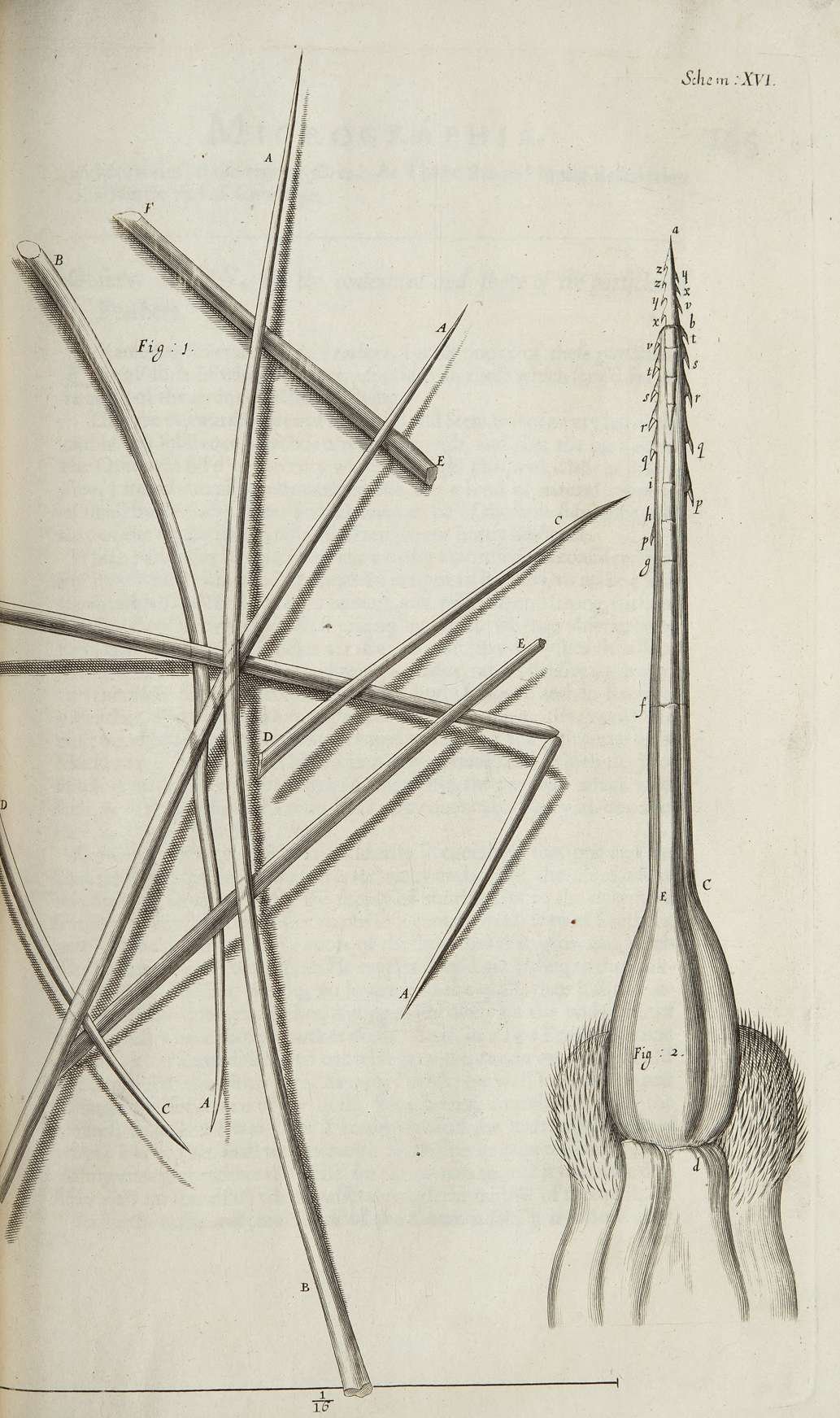 Robert Hooke's original 1665 Micrographia engraving showing the magnified structure of a bee's sting with visible barbs, Scheme XVI