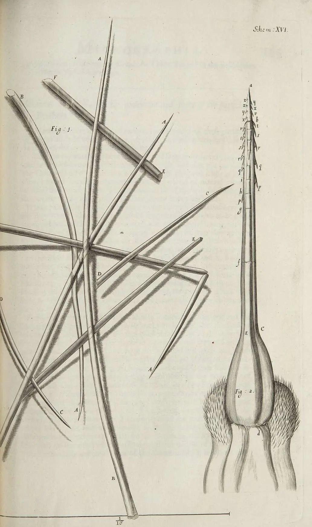 Robert Hooke's original 1665 Micrographia engraving showing the magnified structure of a bee's sting with visible barbs, Scheme XVI