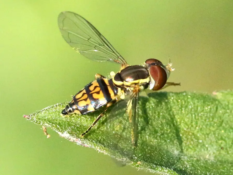 Yellow and black banded hover fly resting on a leaf, showing one pair of wings and large red-brown eyes