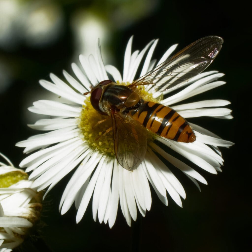 Close-up of a hoverfly with bee-like yellow and black coloring but only one pair of wings, a harmless bee mimic kids often misidentify