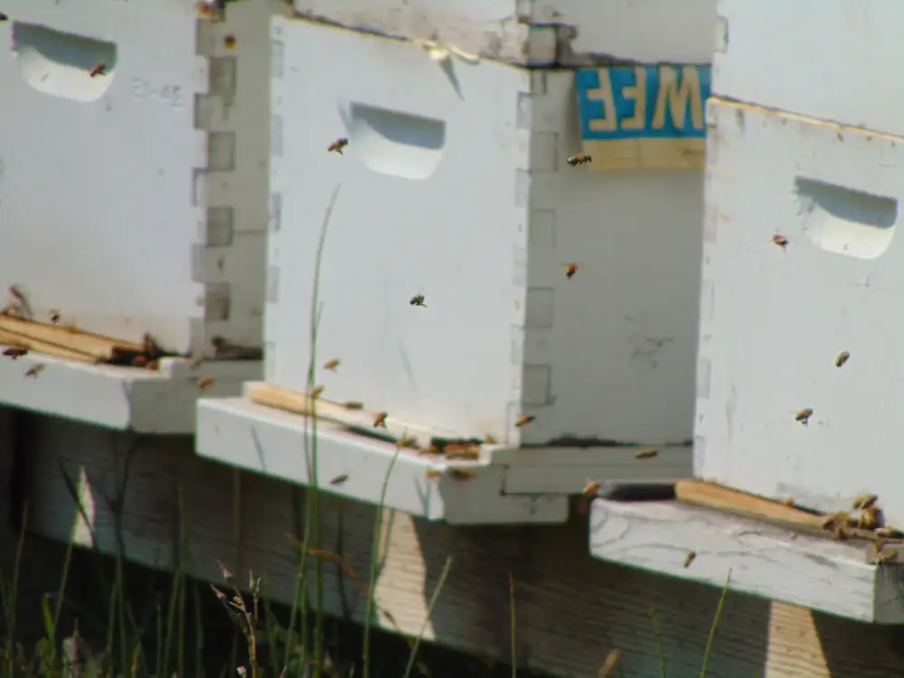 Close-up of white beehive entrances with flying honey bees and lettering marked on one hive box in Idaho