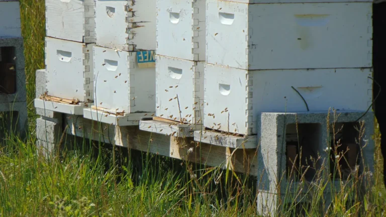 White Langstroth beehives on cinder blocks with bees at the entrances in Madison County, Idaho