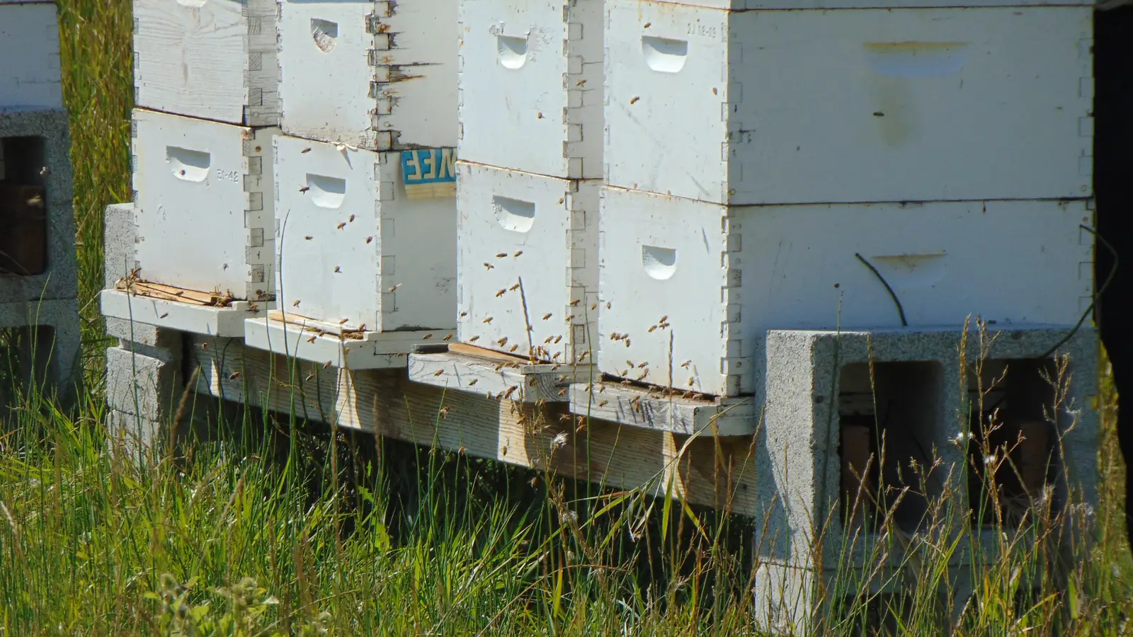 White Langstroth beehives on cinder blocks with bees at the entrances in Madison County, Idaho