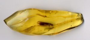 Illustrative amber fossil showing a preserved ancient insect inclusion, similar to early bee fossils
