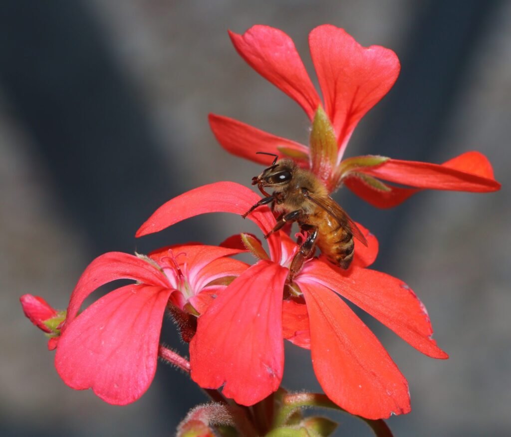 Italian honey bee, Apis mellifera ligustica, foraging on a Pelargonium blossom