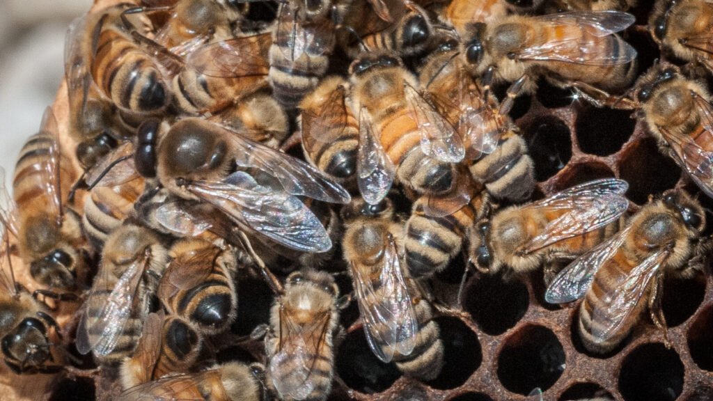 Italian honey bee queen on a frame surrounded by workers