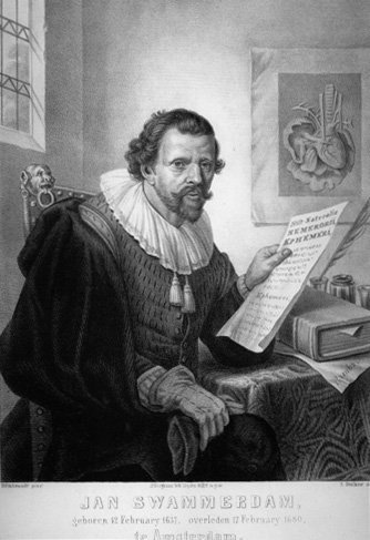 A period engraved portrait of Jan Swammerdam, the 17th-century Dutch naturalist who dissected a bee colony's leader and proved it was a queen, not a king