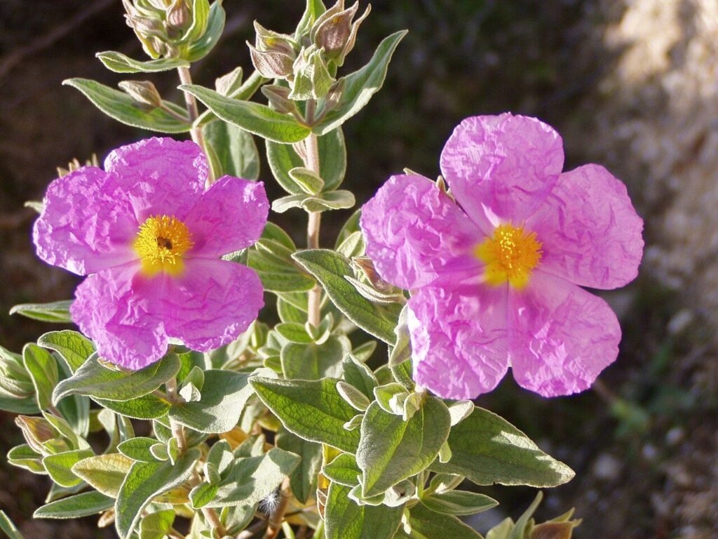 Flor de jara (Cistus albidus), una de las especies clave de la flora melífera mediterránea