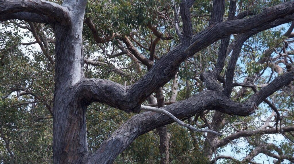 Jarrah tree branches and foliage in Greenmount National Park, Western Australia