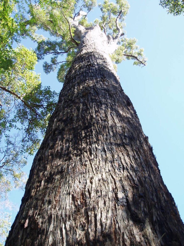 Trunk and bark of a mature Jarrah tree, Eucalyptus marginata, in Western Australia