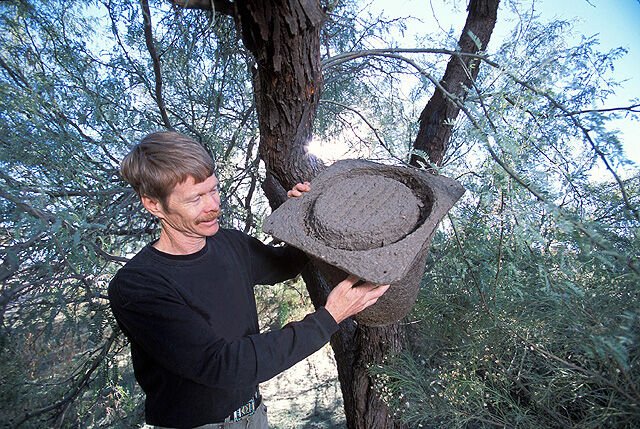 Photo of entomologist Justin Schmidt examining a honeybee trap at a USDA research facility