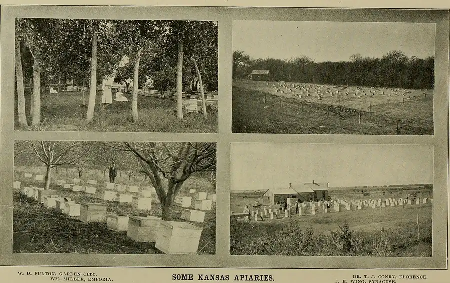 Four 1899 photographs of Kansas apiaries with rows of wooden hives in Garden City, Emporia, Florence and Syracuse