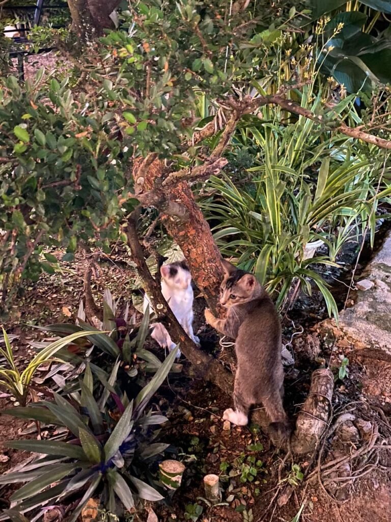 Two kittens playing outdoors in a garden, representing pets less prone than dogs to in-mouth stings since cats typically bat at insects with a paw