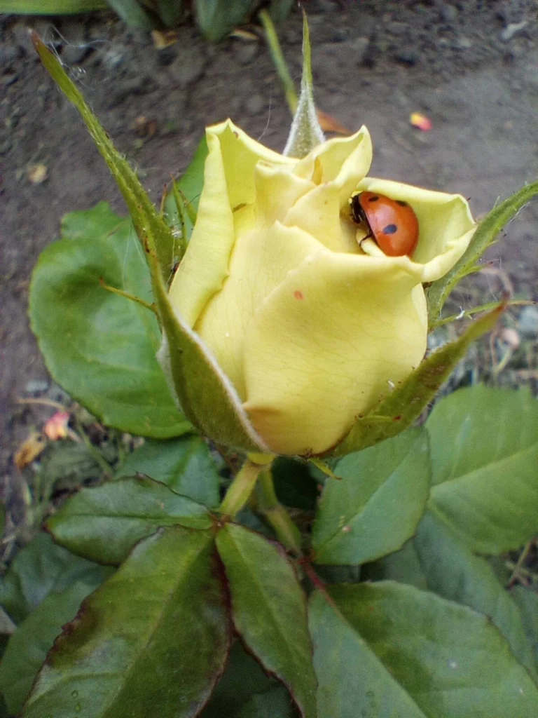 A seven-spot ladybird beetle, a beneficial predator insect that broad-spectrum pesticides kill along with the target pest