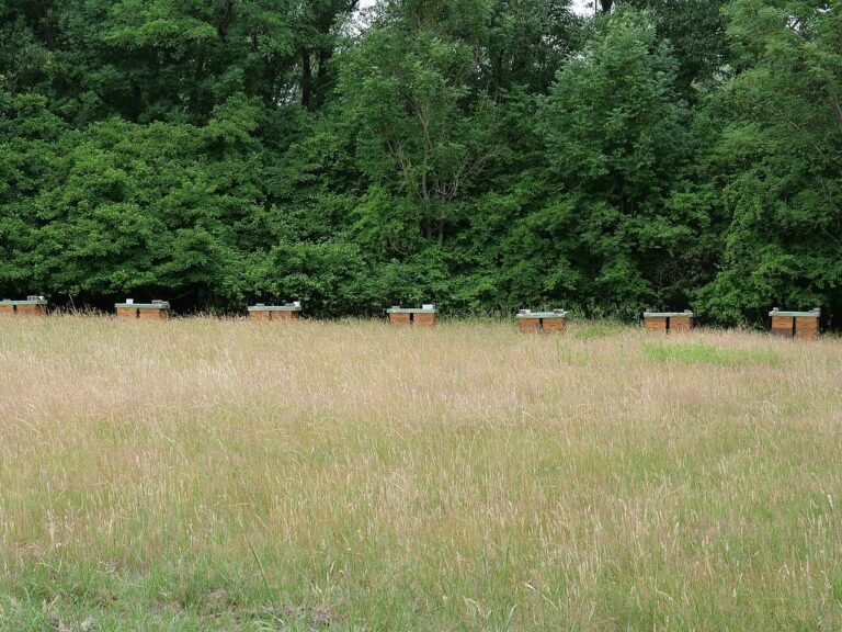 Stacked wooden Langstroth beehive boxes in a meadow, the traditional hive style compared against the Flow Hive