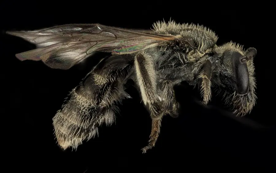 Side view of a tiny dark Lasioglossum sweat bee with smoky wings and pale hair bands on its abdomen