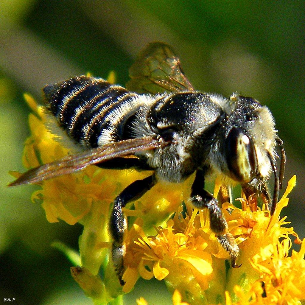 A leafcutter bee, one of tens of thousands of bee species worldwide, foraging on a flower