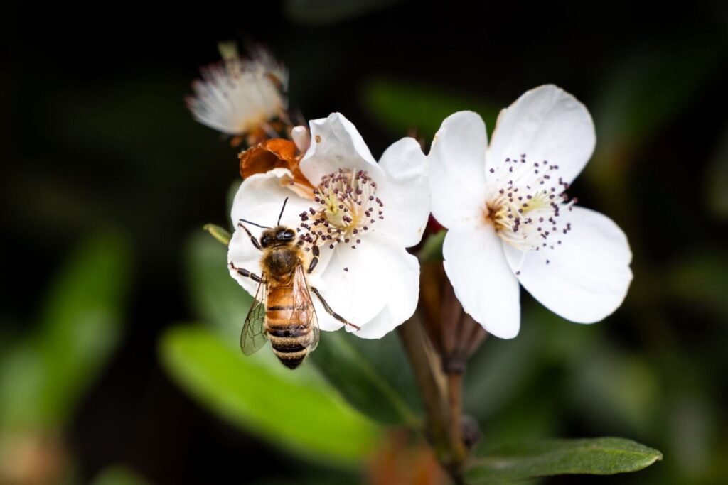 A honeybee visiting leatherwood flowers, Eucryphia lucida, in Tasmania