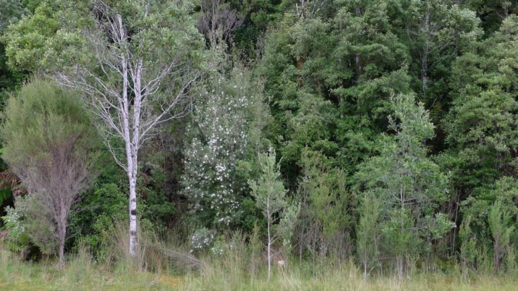 A leatherwood tree, Eucryphia lucida, covered in white flowers near Montezuma Falls, Tasmania