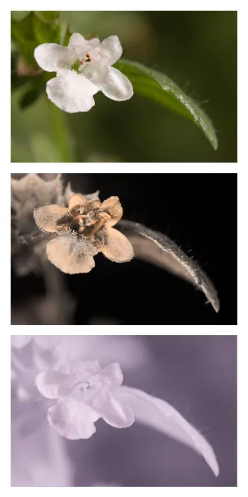 Lemon balm flower in visible light, ultraviolet and infrared, showing a darker UV area at the flower mouth