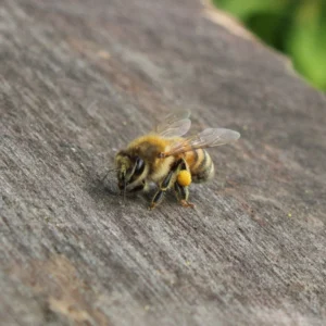 Italian Ligurian honey bee carrying an orange pollen basket on a wooden surface