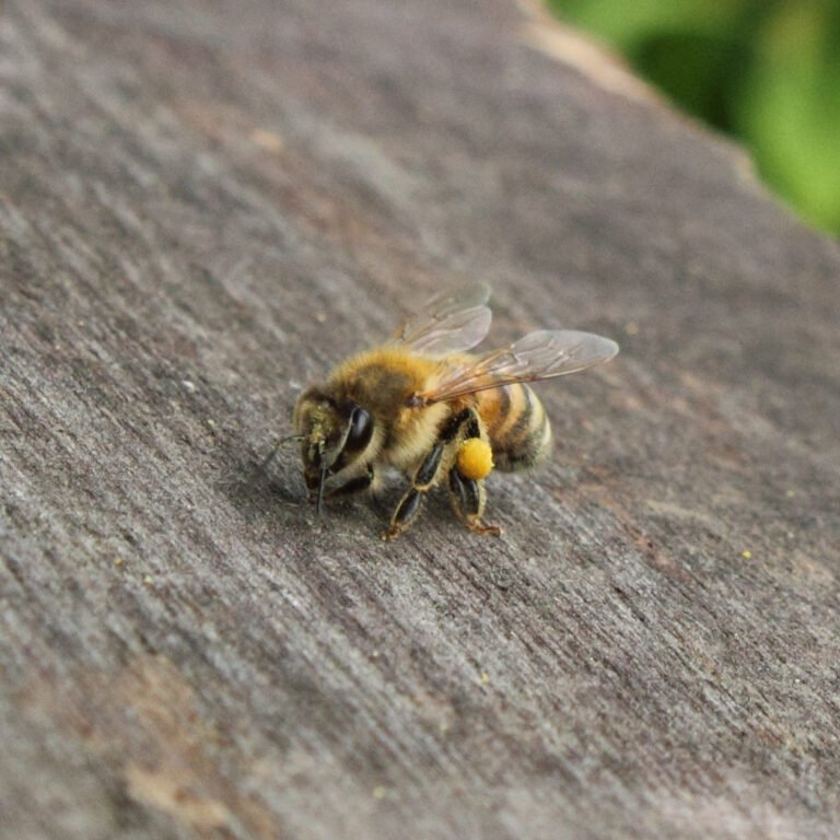 Italian Ligurian honey bee carrying an orange pollen basket on a wooden surface