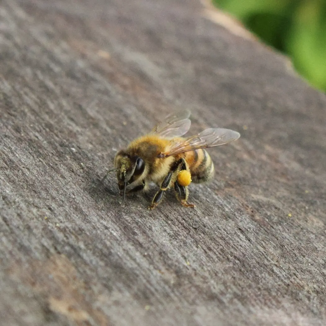 Italian Ligurian honey bee carrying an orange pollen basket on a wooden surface