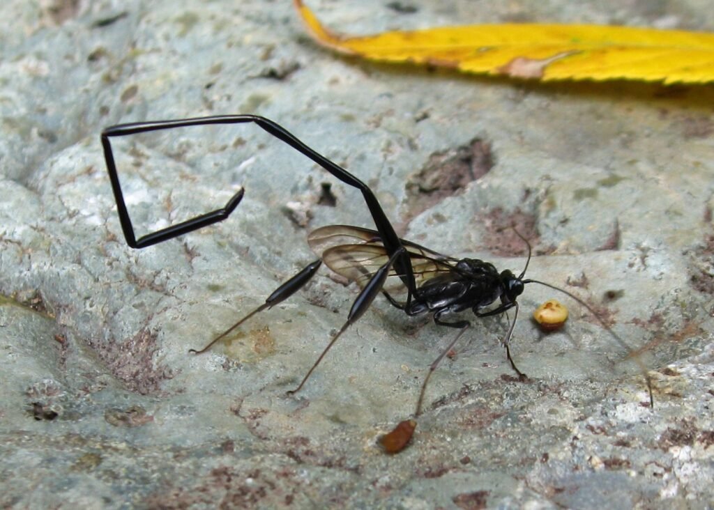 Close-up of a live pelecinid wasp resting on foliage showing its glossy black body