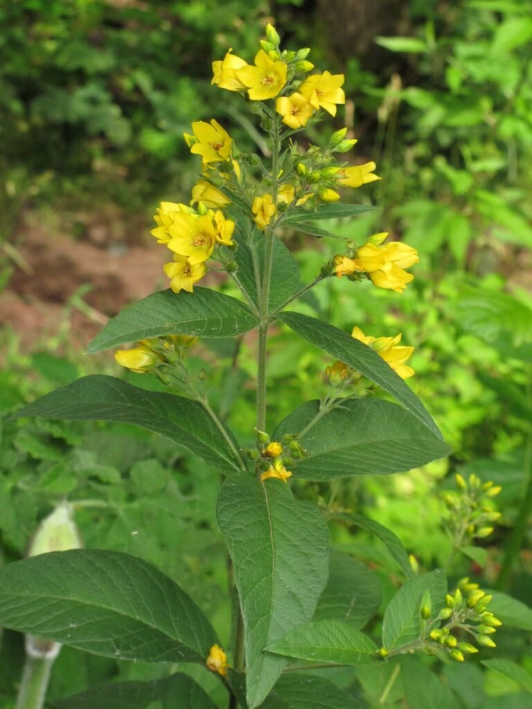 Yellow loosestrife Lysimachia flowers, the elaiophore-bearing host plant of Macropis oil-collecting bees