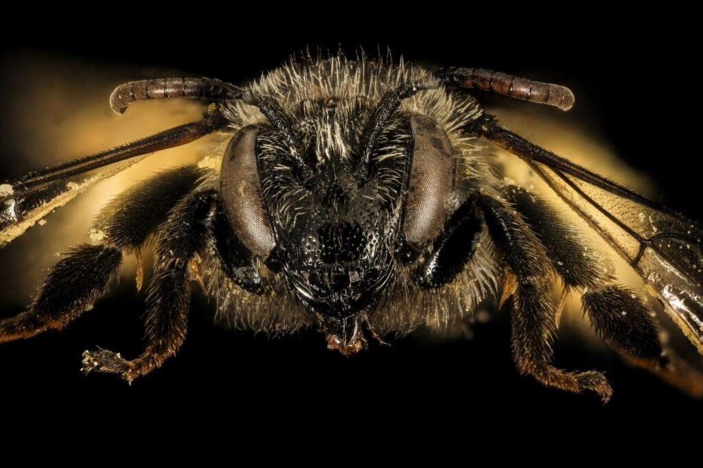 Close-up face view of a female Macropis nuda oil-collecting bee, the primary North American genus