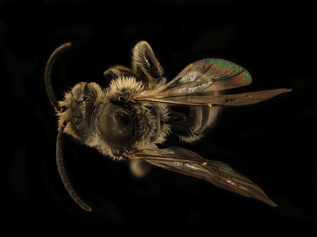 Dorsal view of a male Macropis nuda bee showing body structure used to identify this oil-collecting genus