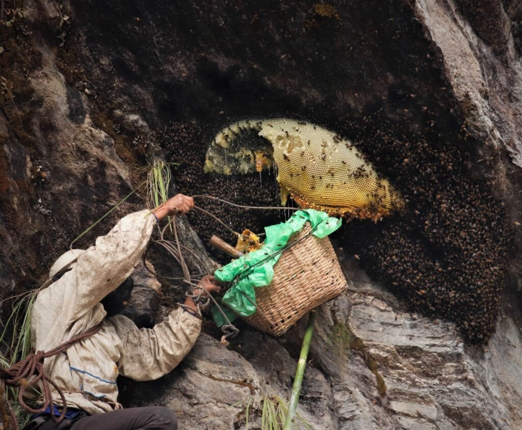 Freshly harvested mad honey comb collected in a bamboo basket during a Nepal honey hunt