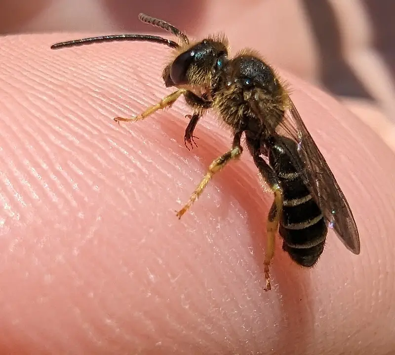 Male orange-legged furrow bee, a dark sweat bee with long antennae and pale-banded abdomen, standing on a fingertip