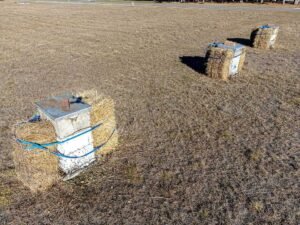 Two beehives wrapped in hay bales for winter insulation in an open field