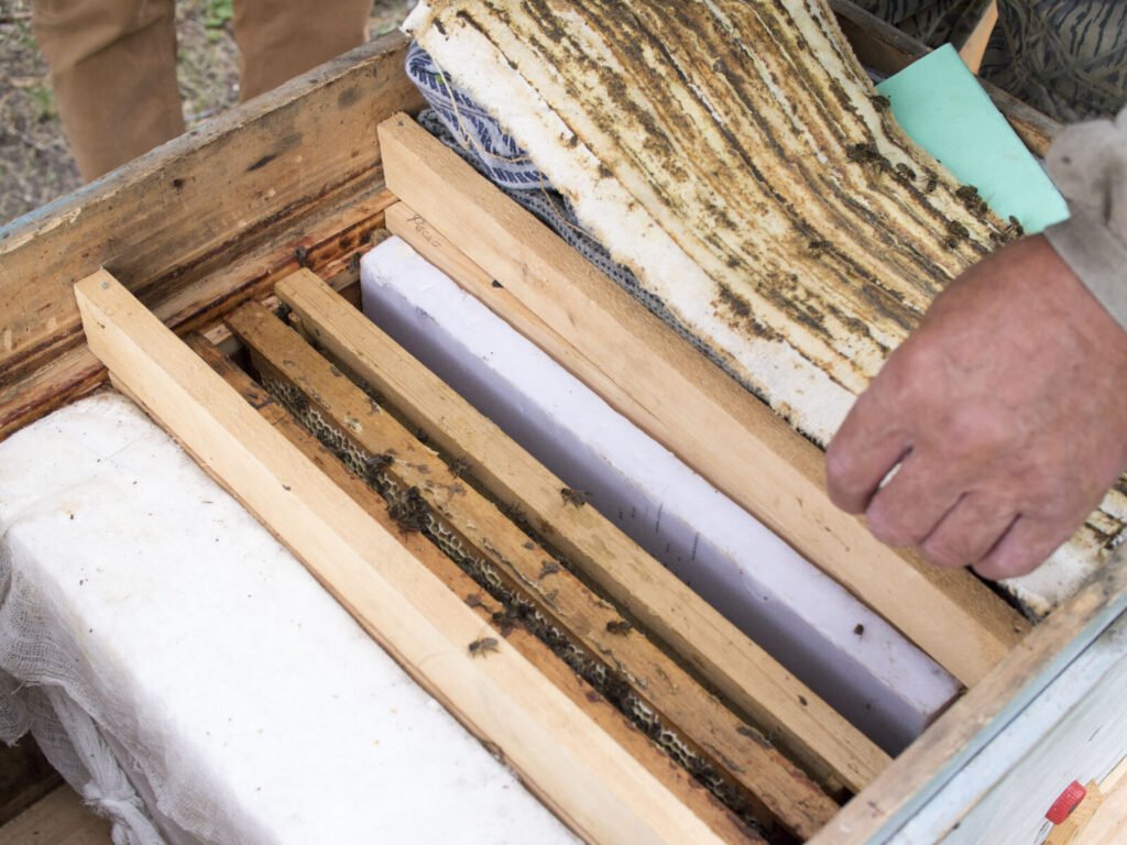 Rows of managed honeybee hive boxes in an outdoor apiary showing spacing between colonies