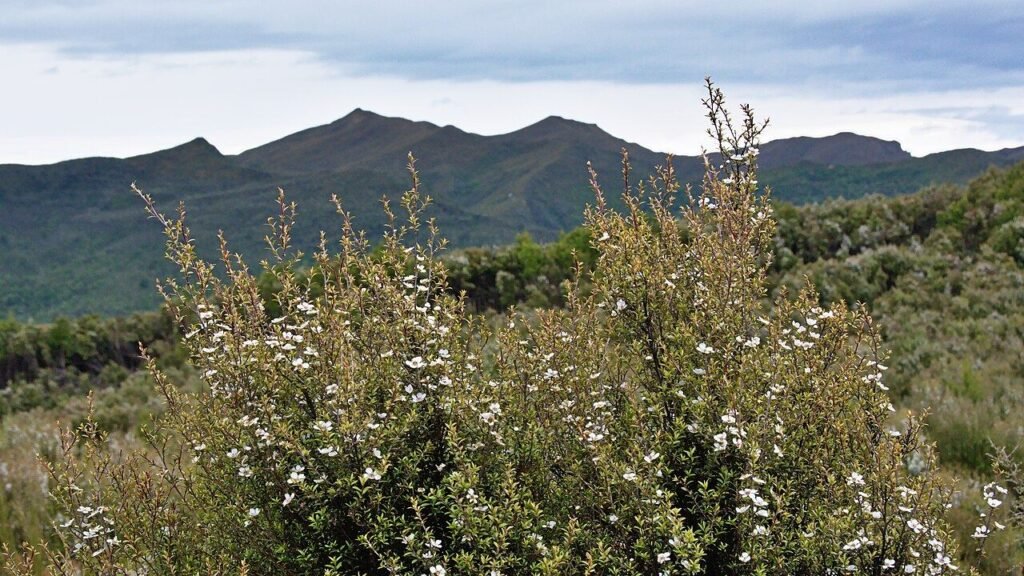 Manuka bush flowers, the Leptospermum scoparium blossoms bees forage for Manuka honey