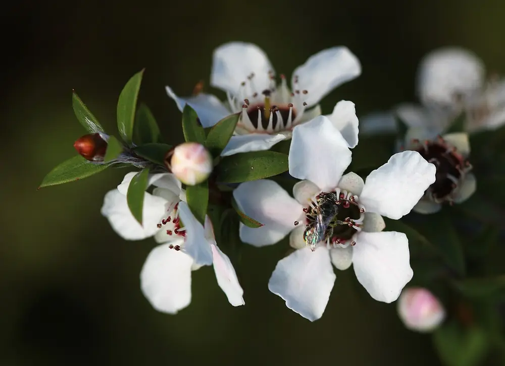 Small native New Zealand bee visiting a white mānuka flower, Leptospermum scoparium, on Tiritiri Matangi Island
