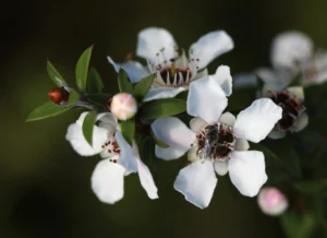 Native New Zealand bee visiting a manuka flower on Tiritiri Matangi Island